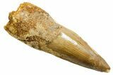 Fossil Spinosaurus Tooth - Real Dinosaur Tooth #364221-1